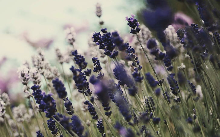 flowers, lavender, purple flowers, plant, flowering plant, growth, HD wallpaper