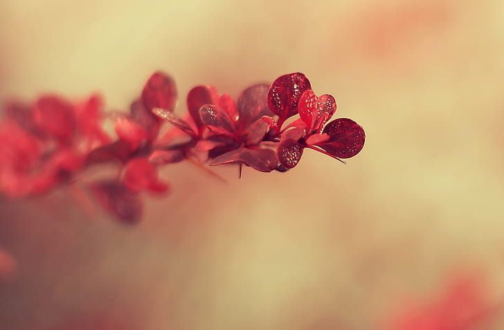 macro photography of red petaled flowers, Blushing, Morning, Quebec, HD wallpaper
