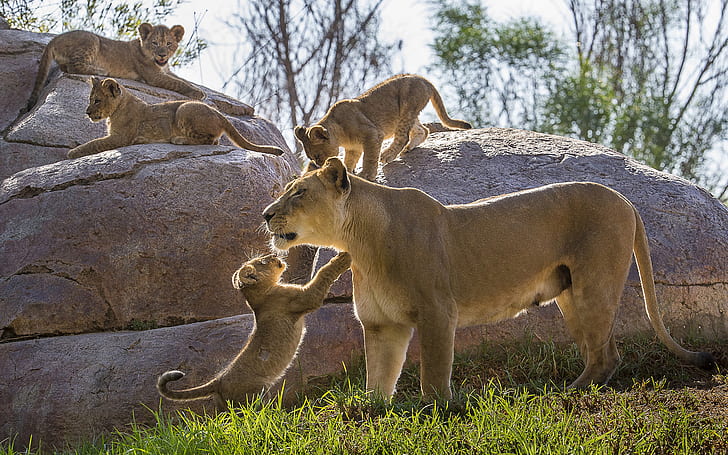 Lion Cub HD, animals