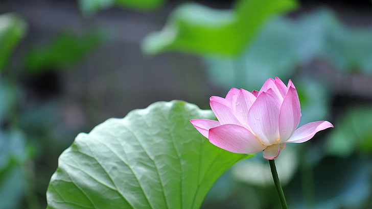 pink and green petaled flower, pink flowers, nature, lotus flowers