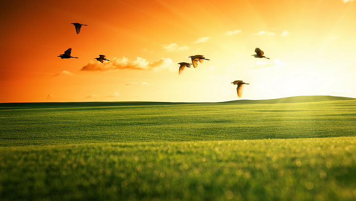 bird, field, 5k uhd, grassland, sky, fly, prairie, sunbeam, HD wallpaper