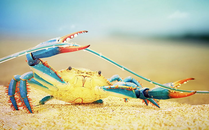 crabs, nature, sea life, colorful, animal themes, animal wildlife, HD wallpaper