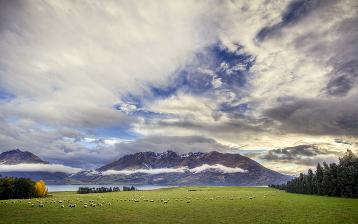 Queenstown Sheep Along The Edge Of Lake Wakatipu Longest Lake In New Zealand Hd Wallpapers, HD wallpaper