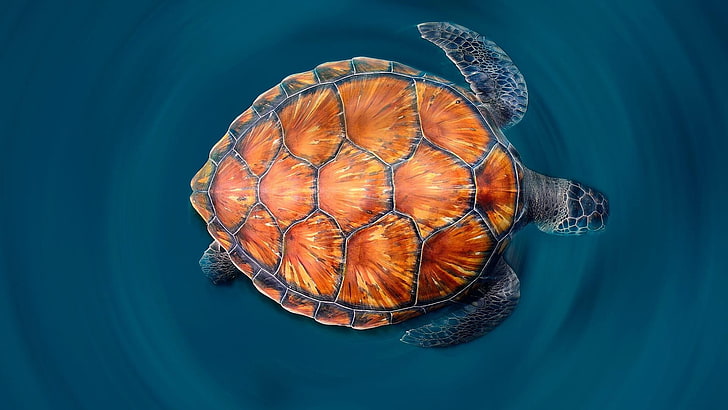 sea turtle, blue water, amazing, shell, animal, animal themes, HD wallpaper