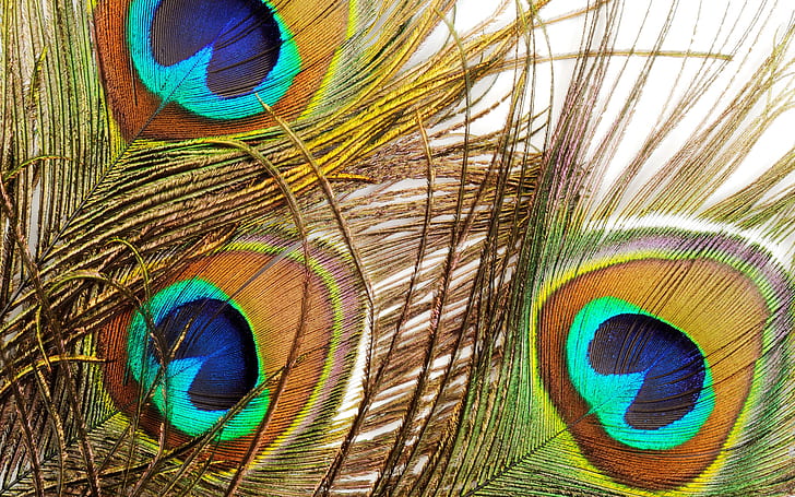 Feather HD, peacock feathers, photography