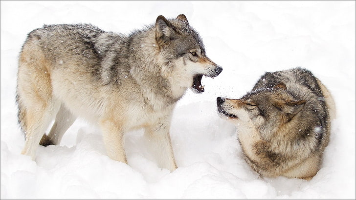 snow, animals, wolf, animal themes, cold temperature, winter, HD wallpaper