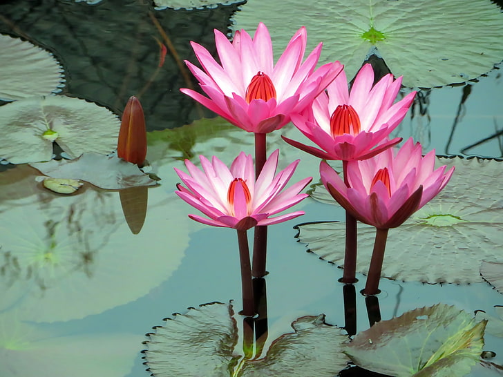Hd Wallpaper Pink Lotus Flowers Water Lilies Herbs Leaves Pond