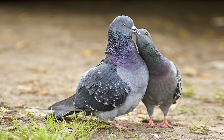 Love Between Two Birds Pigeons Par Kissing, vertebrate, animal