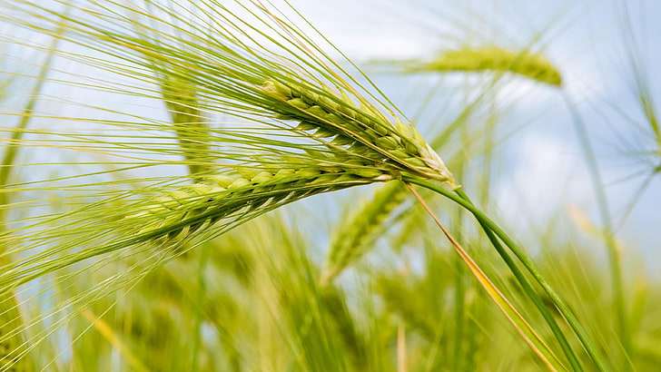 wheatfield, photograph, macro, cereal, triticale, crop, close up, HD wallpaper