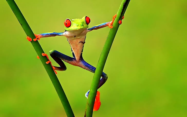Colorful Frog, funny, frog pics, hi res, HD wallpaper