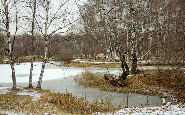 brown leaf trees, landscape, nature, birch, lake, winter, snow