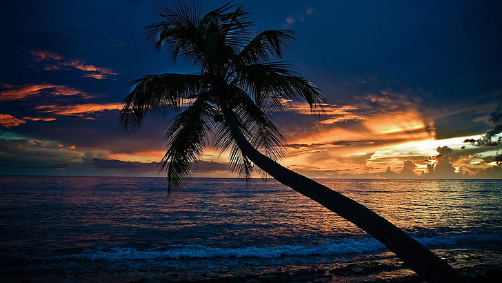 palm, sea, sky, body of water, horizon, sunset, tropics, palm tree