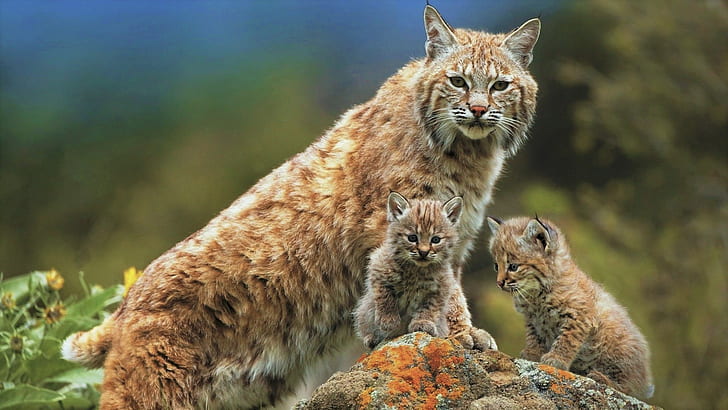 Cats, Lynx, Animal, Baby Animal, Big Cat, Cub, Wildlife, HD wallpaper