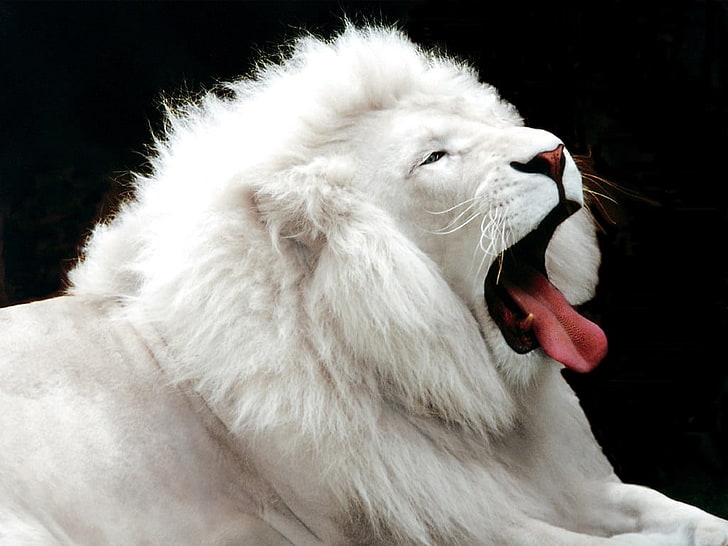White lion 1080P, 2K, 4K, 5K HD wallpapers free download | Wallpaper Flare
