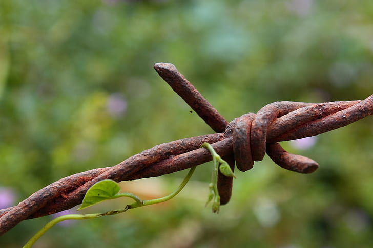 macro photo of rusty brown barb wire, how great, debtor, daily