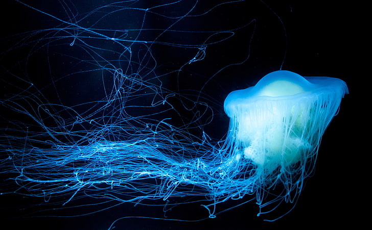 Glowing Jellyfish, blue jellyfish, Animals, Sea, Dark, Black