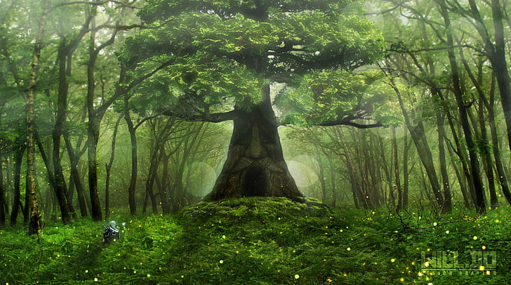 green trees digital wallpaper, forest, Zelda, The Legend of Zelda