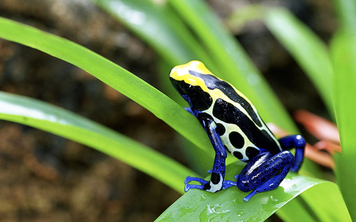 Frogs, Poison dart frog