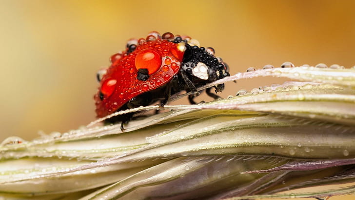Dew Drops On Ladybug, animals, insects, ladybugs, beautiful, HD wallpaper