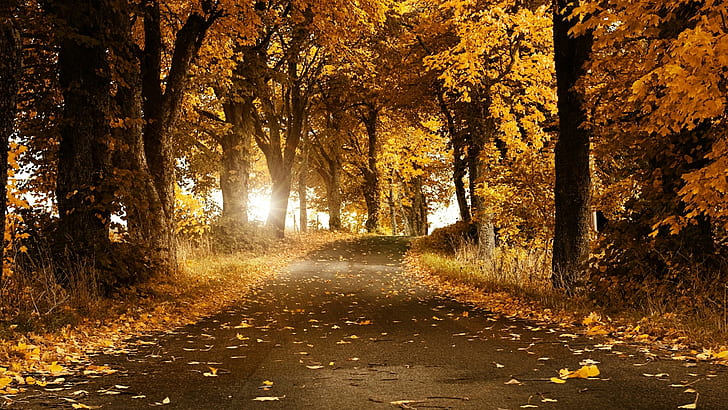 leaves, trees, forest, road, sunlight, nature, street