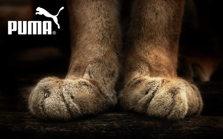 Puma, paws, pumas, animals, human body part, low section, mammal, HD wallpaper