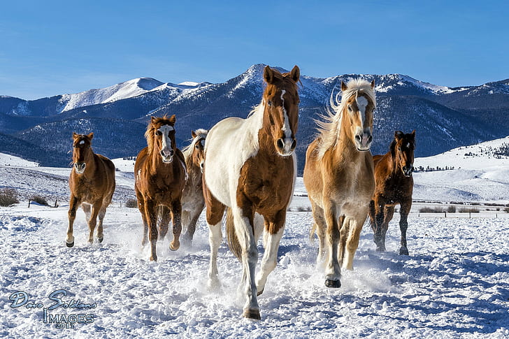six brown and white horse on white snow at daytime, horses, colorado, horses, colorado, HD wallpaper