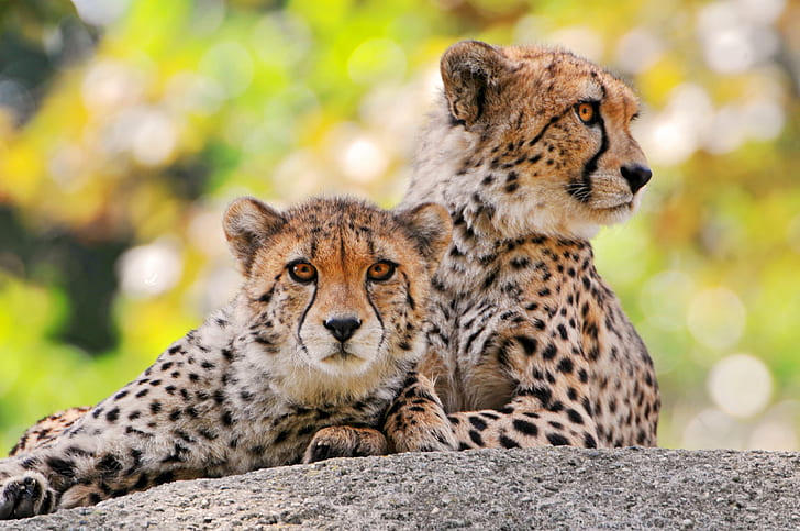 two Leopards in gray stone, cheetahs, cheetahs, wild  cat, male  female