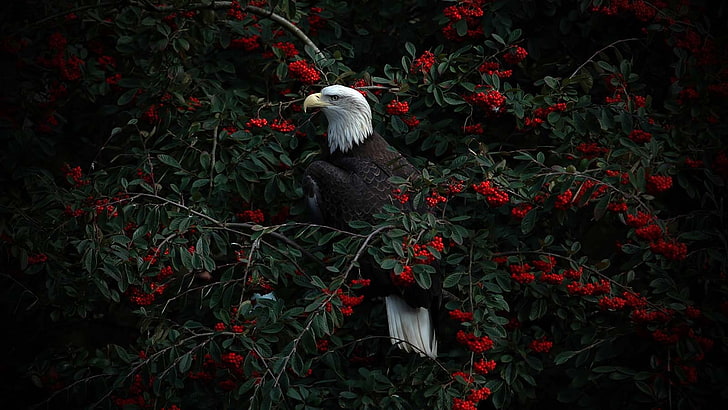 eagle, plant, red, nature, one animal, domestic, pets, domestic animals