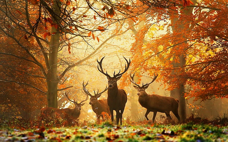 Deers in forest, Autumn, trees, foliage, deer antlers, leaves