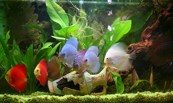 discus, fish, tropical, animal themes, group of animals, vertebrate