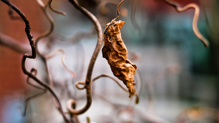 dried leaf, twigs, leaves, nature, plants, close-up, animal, outdoors, HD wallpaper