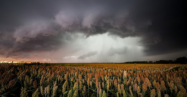 dark, sky, field, plants, landscape, agriculture, beauty in nature