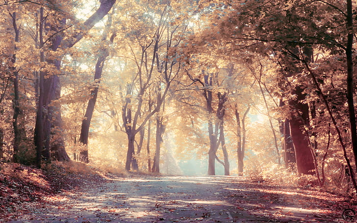 trees, road, fall, dappled sunlight, nature