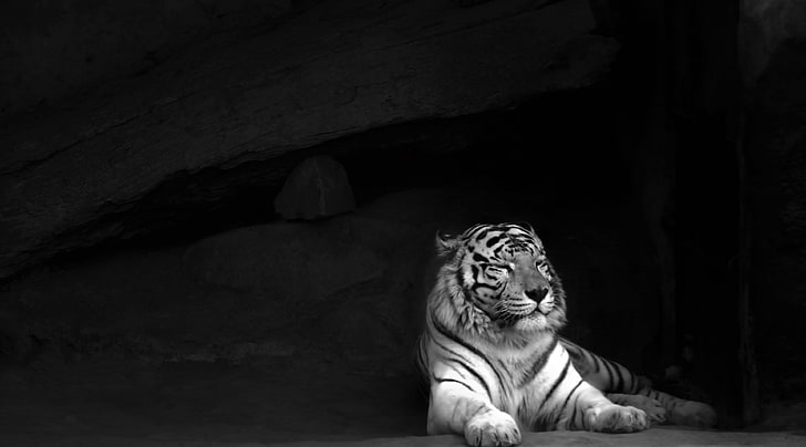 HD wallpaper: Tiger, white tiger, Black and White, animal, animal themes,  mammal | Wallpaper Flare