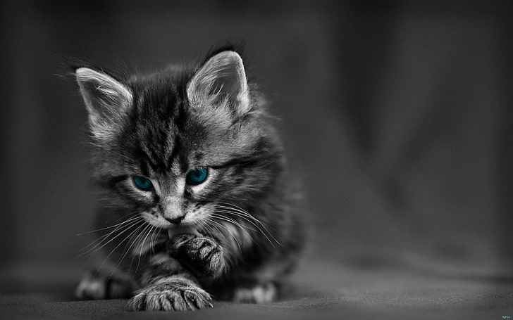 grayscale kitten photography, cat, black white, blue, eyes, baby, HD wallpaper