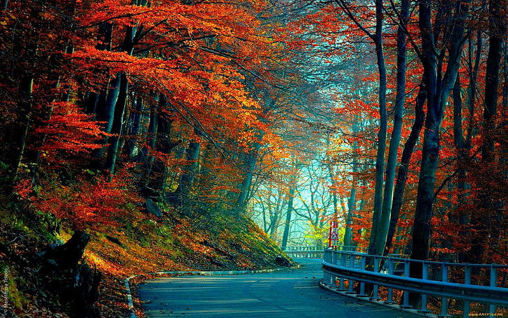 maple trees, autumn, road, leaves, leaf, nature, forest, yellow, HD wallpaper