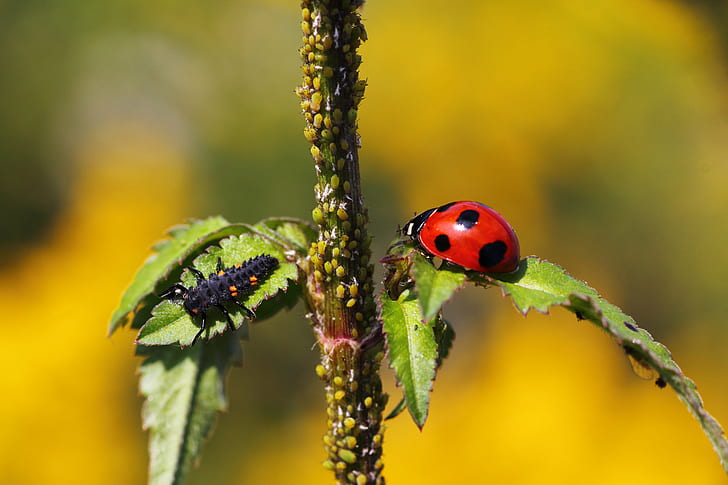 Ladybug nymph and Ladybug in selective focus photography, beetle, matsudo, chiba, japan, beetle, matsudo, chiba, japan, HD wallpaper