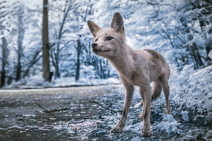 animals, Chernobyl, Fox, Infrared, landscape, nature, photography, HD wallpaper