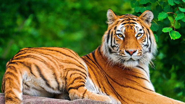 nature, animals, tiger, big cats