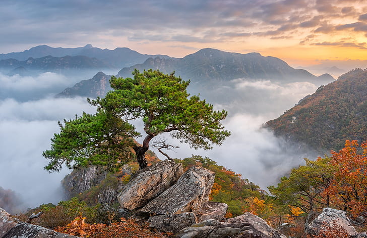 Asia, South Korea, nature, trees, mountains, rock, landscape