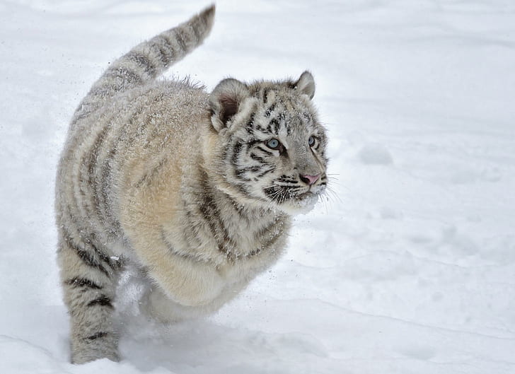 Cats Tigers Cubs Glance Snow Animals For Android, HD wallpaper