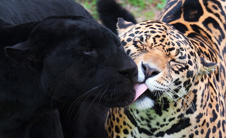 brown leopard, jaguar, panther, wild cat, predator, animal, wildlife, HD wallpaper