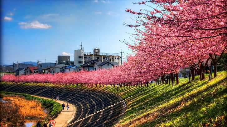 cherry blossom, Japan, plant, sky, built structure, architecture, HD wallpaper