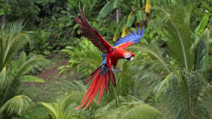 red and blue parrot, macaws, animals, nature, birds, animal themes, HD wallpaper