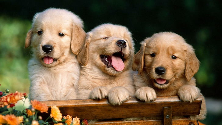 The Cutest Golden Retriever Pups, goldens, tongues, puppies, animals, HD wallpaper