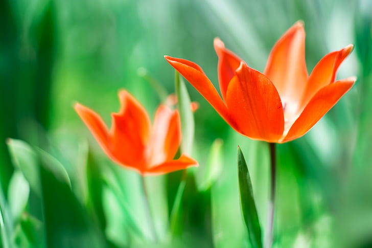 tilt lens photography of pink Tulips, tulips, red  summer, flower, HD wallpaper