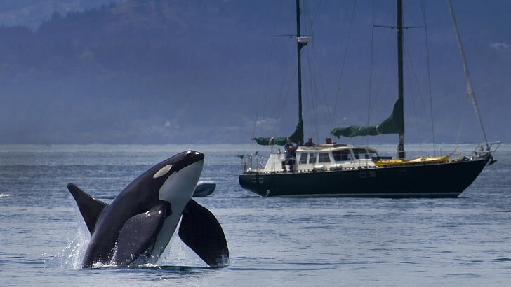boat, killer, orca, ship, whale, yacht, HD wallpaper