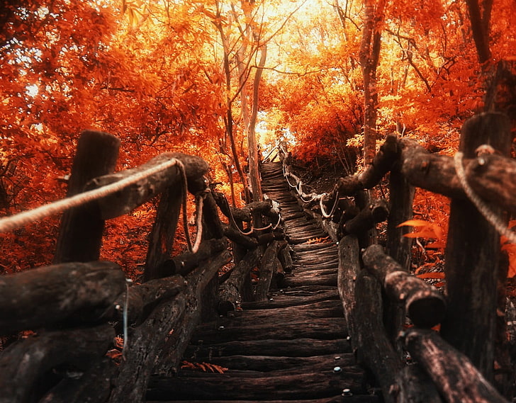 black wooden stair, brown forest staircase, nature, landscape, HD wallpaper