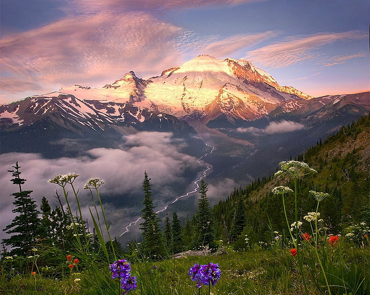 flowers and trees across mountain, nature, landscape, wildflowers, HD wallpaper
