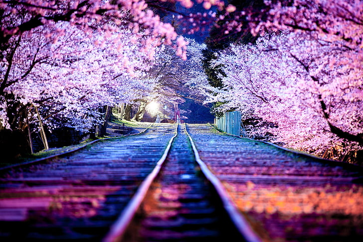 cherry blossom, night, the city, lights, spring, Japan, Sakura